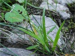 Attēlu rezultāti vaicājumam “Juncus alpinoarticulatus”