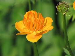 Attēlu rezultāti vaicājumam “Trollius europaeus flower”