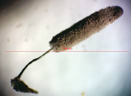 Attēlu rezultāti vaicājumam “Stemonitopsis hyperopta var. landewaldii macro”