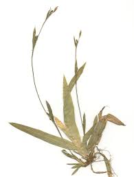 Attēlu rezultāti vaicājumam “Carex pilosa leaf”