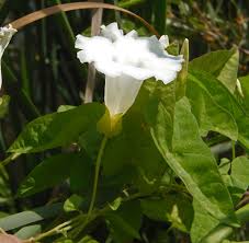 Attēlu rezultāti vaicājumam “Calystegia sepium”