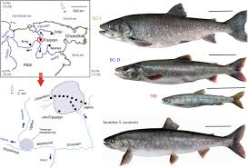 Image result for Salvelinus alpinus taranetzi