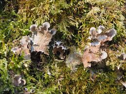 Attēlu rezultāti vaicājumam “Pseudocraterellus”