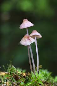 Attēlu rezultāti vaicājumam “Mycena”