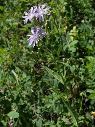Attēlu rezultāti vaicājumam “Lactuca tatarica flower”