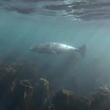 Image result for Apneists UK