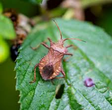 Attēlu rezultāti vaicājumam “Coreus marginatus”