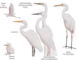 Attēlu rezultāti vaicājumam “Egretta alba adult”