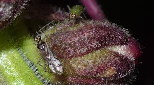 Attēlu rezultāti vaicājumam “Dicyphus nymph”