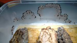 Attēlu rezultāti vaicājumam “Physarum rubiginosum plasmodium”