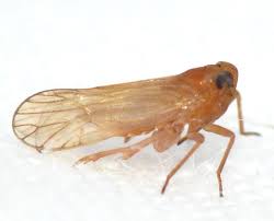 Attēlu rezultāti vaicājumam “Delphacidae”