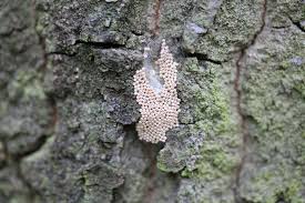 Attēlu rezultāti vaicājumam “Orgyia antiqua imago”