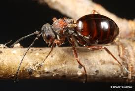 Attēlu rezultāti vaicājumam “Cynipidae”