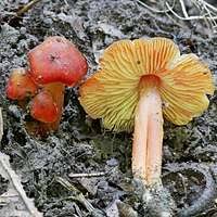 Attēlu rezultāti vaicājumam “Hygrocybe acutoconica”
