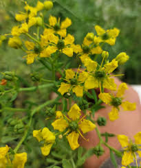 Image result for Ruta graveolens