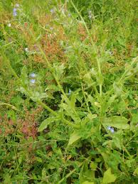 Attēlu rezultāti vaicājumam “Anchusa arvensis”