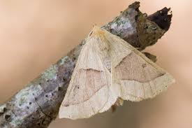 Attēlu rezultāti vaicājumam “Crocallis elinguaria larva”