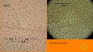 Attēlu rezultāti vaicājumam “Antrodiella faginea”