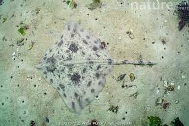 Image result for Raja straeleni