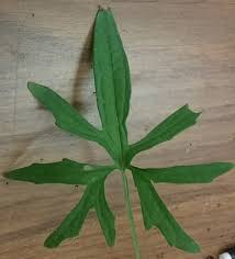 Attēlu rezultāti vaicājumam “Viola uliginosa leaf”