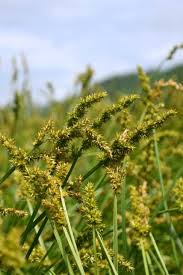 Attēlu rezultāti vaicājumam “Carex viridula fruit”