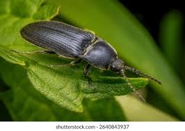 Attēlu rezultāti vaicājumam “Melanotus sp.”