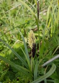 Attēlu rezultāti vaicājumam “Carex acutiformis fruit”