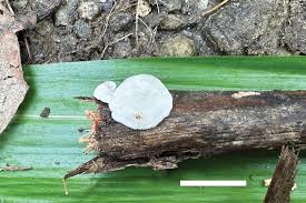 Attēlu rezultāti vaicājumam “Postia rennyi”