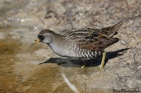 Image result for Porzana carolina