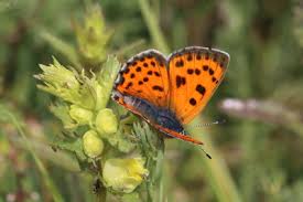 Attēlu rezultāti vaicājumam “Lycaena alciphron”