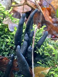 Attēlu rezultāti vaicājumam “Xylaria longipes”