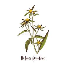 Attēlu rezultāti vaicājumam “Bidens frondosa flower”