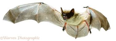 Attēlu rezultāti vaicājumam “Eptesicus serotinus”