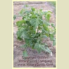 Afbeeldingsresultaat voor prudence purple tomato