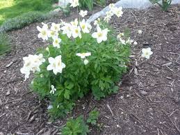 Attēlu rezultāti vaicājumam “Anemone sylvestris”