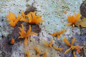 Attēlu rezultāti vaicājumam “Calocera cornea”