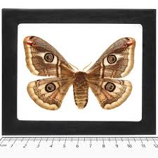 Attēlu rezultāti vaicājumam “Saturnia pavonia female”