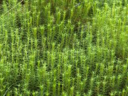 Attēlu rezultāti vaicājumam “Polytrichastrum formosum”