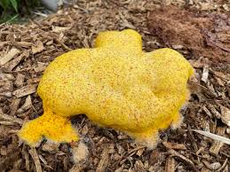 Attēlu rezultāti vaicājumam “Fuligo septica cf. rufa spores”