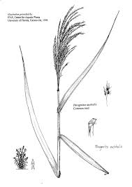 Attēlu rezultāti vaicājumam “Phragmites communis leaf”