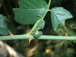 Attēlu rezultāti vaicājumam “Allantus cinctus”