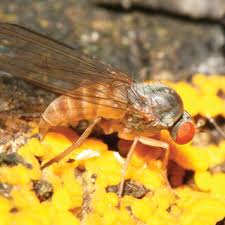 Attēlu rezultāti vaicājumam “Agathomyia wankowiczii”