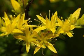 Attēlu rezultāti vaicājumam “Sedum sexangulare leaf”