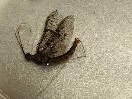 Attēlu rezultāti vaicājumam “Ephemera sp.”