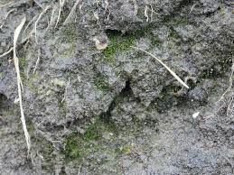 Attēlu rezultāti vaicājumam “Cladopodiella francisci”