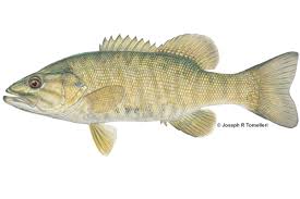 Image result for Micropterus