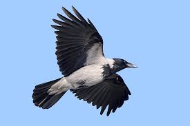 Attēlu rezultāti vaicājumam “Corvus cornix adult”