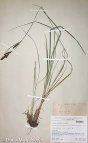 Attēlu rezultāti vaicājumam “Carex hartmanii”