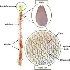 Attēlu rezultāti vaicājumam “Sphagnum sporophyte”