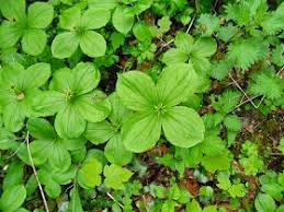 Attēlu rezultāti vaicājumam “Paris quadrifolia bud”